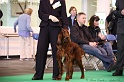 Crufts2011 219